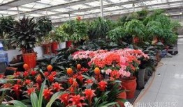 唐山花店吃瓜网红是谁呀,她是如何一夜爆红的？